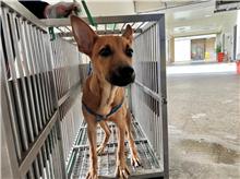 桃園市已領養狗 混種犬