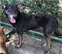 台北市已領養狗 混種犬
