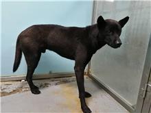 台北市已領養狗 混種犬