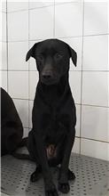新北市已領養狗 混種犬