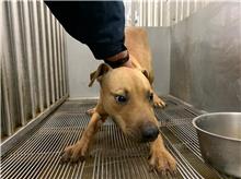 桃園市已領養狗 比特犬