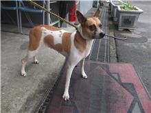 新北市已領養狗 混種犬