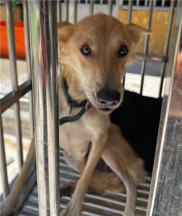 澎湖縣已領養狗 混種犬