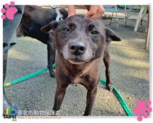 台北市已領養狗 混種犬