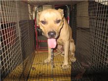桃園市已領養狗 比特犬