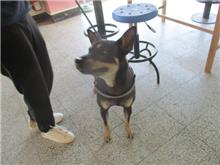 桃園市已領養狗 混種犬
