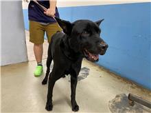 台北市已領養狗 混種犬