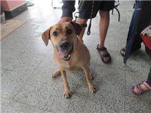 桃園市已領養狗 混種犬