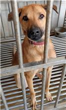 澎湖縣已領養狗 混種犬