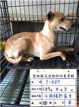 雲林縣已領養狗 混種犬