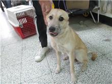 桃園市已領養狗 混種犬