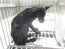 桃園市已領養狗 混種犬