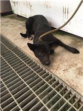 新北市已領養狗 混種犬