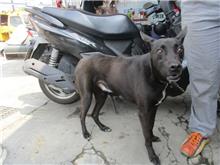 南投縣已領養狗 混種犬