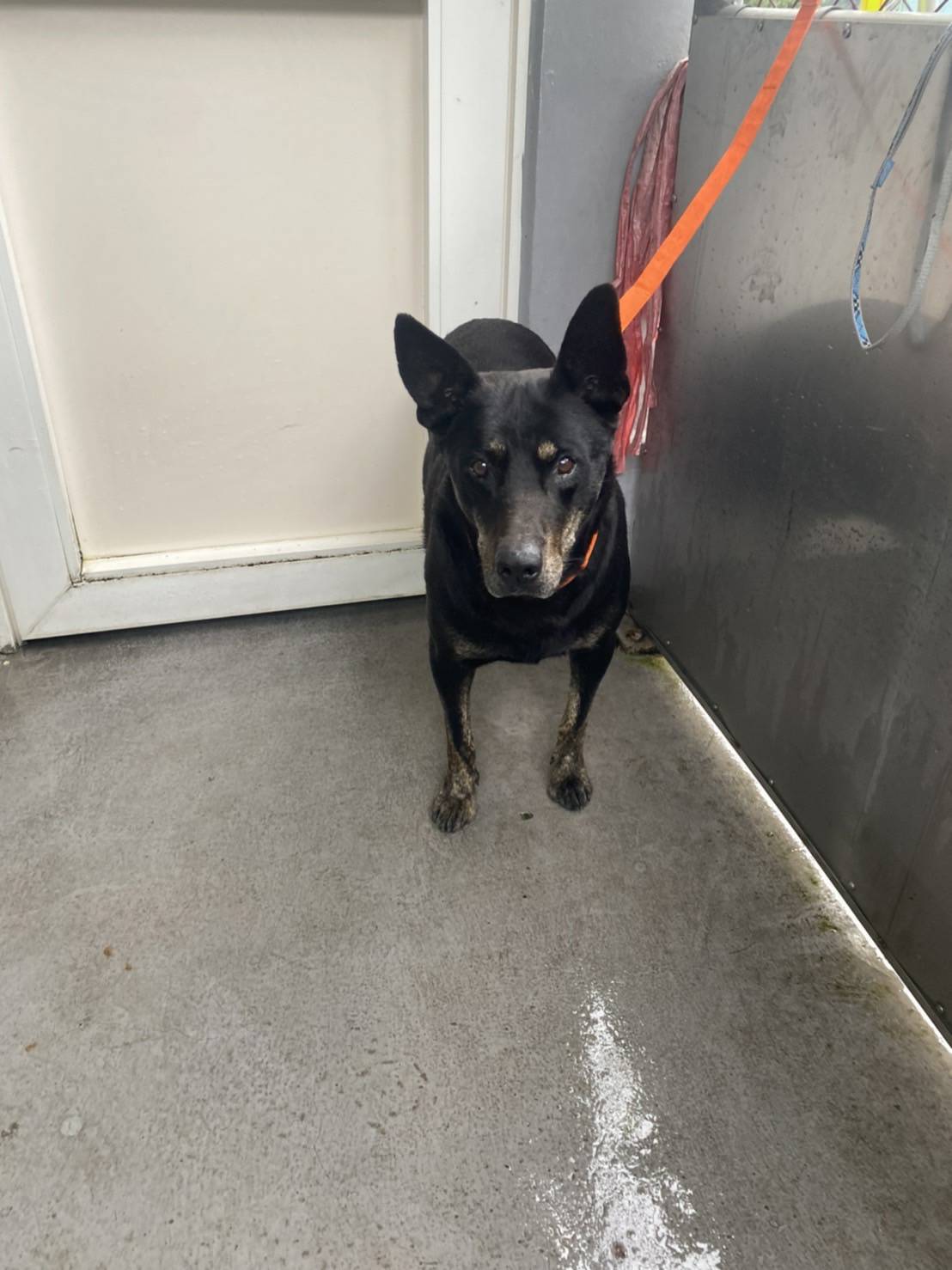 新北市已領養狗 混種犬