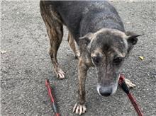 台北市已領養狗 混種犬
