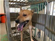 桃園市待認養狗 混種犬