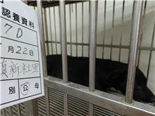雲林縣已領養狗 混種犬