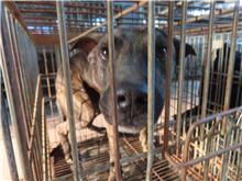 台南市待認養狗｜混種犬｜虎斑色｜公