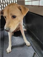 新北市已領養狗 混種犬