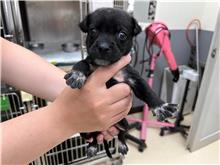 新竹市已領養狗 混種犬