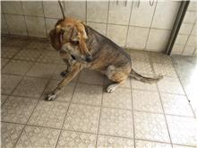 南投縣已領養狗 混種犬