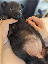 花蓮縣已領養狗 混種犬