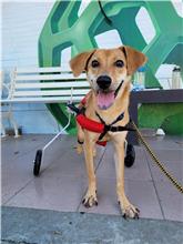 台南市已領養狗 混種犬