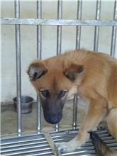 澎湖縣已領養狗 混種犬