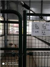 連江縣已領養狗 混種犬