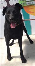 新北市已領養狗 混種犬