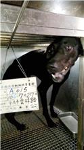 雲林縣已領養狗 混種犬