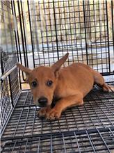 澎湖縣已領養狗 混種犬