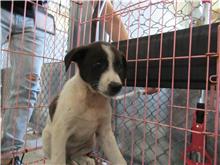 新竹市已領養狗 混種犬