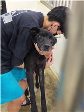澎湖縣已領養狗 混種犬