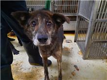 台北市已領養狗 混種犬