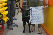 雲林縣已領養狗 混種犬
