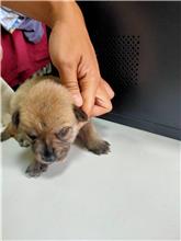桃園市已領養狗 混種犬
