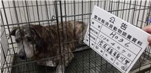 雲林縣已領養狗 混種犬