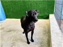 南投縣已領養狗 混種犬