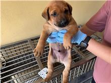 新竹市已領養狗 混種犬
