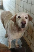 宜蘭縣已領養狗 混種犬