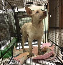 金門縣已領養狗 混種犬