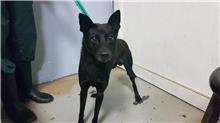台北市已領養狗 混種犬