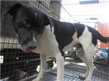 桃園市已領養狗 混種犬