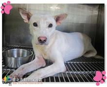 台北市已領養狗 混種犬