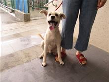 南投縣已領養狗 混種犬