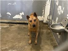 新竹市已領養狗 混種犬