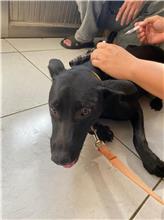 澎湖縣已領養狗 混種犬