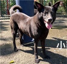 台北市已領養狗 混種犬